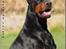 Dobermann Nord Nimrod Od Telepa (R.I.P.) - Han er blevet såååå stor og smuk :o) 