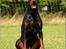 Dobermann Nord Nimrod Od Telepa (R.I.P.) - 24/7-2008