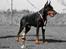 Dobermann Nord Nimrod Od Telepa (R.I.P.) - April 2009 