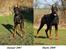 Dobermann Nord Nimrod Od Telepa (R.I.P.) - Smukke Zeus