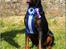 Dobermann Nord Nimrod Od Telepa (R.I.P.) - Vordingborg 27. juni 2009