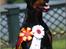 Dobermann Nord Nimrod Od Telepa (R.I.P.)