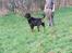 Rottweiler Brotus R.I.P