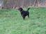 Rottweiler Brotus R.I.P