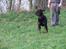 Rottweiler Brotus R.I.P