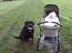 Rottweiler Brotus R.I.P