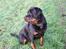 Rottweiler Brotus R.I.P