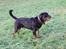 Rottweiler Brotus R.I.P