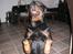Rottweiler R.I.P Jessie pigen <3 - Det er ikke kun små hunde der kan sidde såen her.. :0) NYT DEN 11. Marts 2008