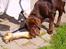 Labrador retriever Mads *død* - et dejligt stort ben