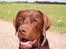 Labrador retriever Mads *død* - mads