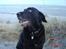 Blanding af racer Trunte RIP 17 Feb 2010 - uhm strandskaller smager godt