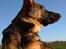 Schæferhund Cassius - 4 mdr.