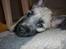 Cairn terrier Tjavs - Hallo jeg vil gerne sove nu...!