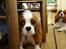 Cavalier king charles spaniel Molly - Molly gemmer sig under stolen (: