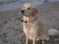 Golden retriever Balto - Se hvor flot jeg er *s*