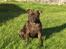 Staffordshire bull terrier Sasha  - Er jeg ikke bare flot :)