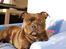 Staffordshire bull terrier Sasha 