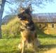 Schæferhund Buffy