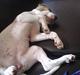 Amerikansk staffordshire terrier dolce gabbana