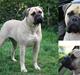 Bullmastiff Bullsaints Aurea The Gent