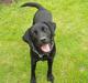 Labrador retriever (formel 1) Zenta