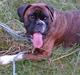 Boxer Vega