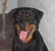 Rottweiler R.I.P Jessie pigen <3