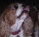 Cavalier king charles spaniel † Debbie †