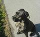 Cane corso Shakira