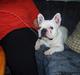 Fransk bulldog Buller