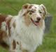 Australian shepherd Difloyds Ranchero
