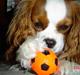 Cavalier king charles spaniel Molly