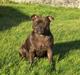 Staffordshire bull terrier Sasha 