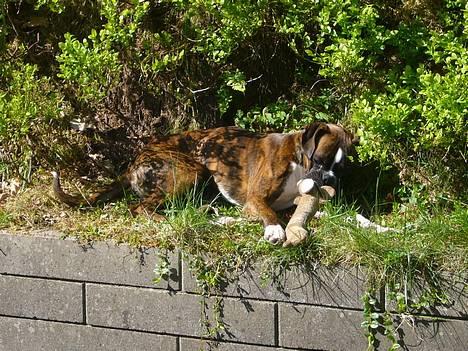 Boxer Gizmo - Ja, det er bare hans bidebamse... (ikke noget frækt her) billede 18