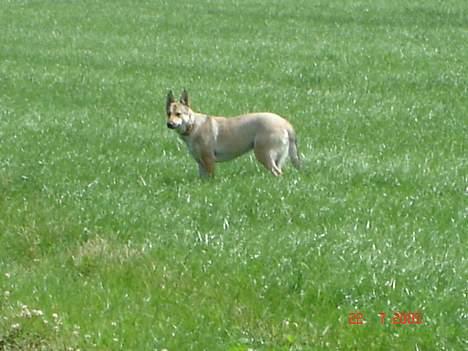 Tjekkoslovakisk ulvehund Dolly billede 9