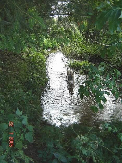 Tjekkoslovakisk ulvehund Dolly billede 10