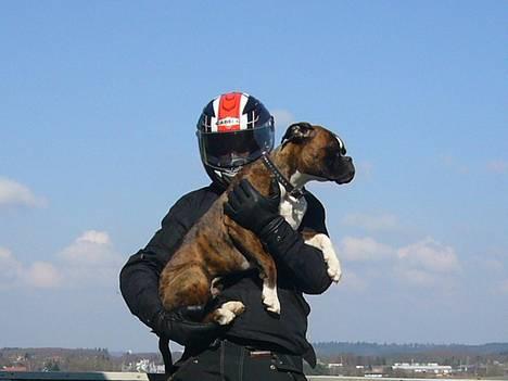 Boxer Gizmo - MC-hund billede 19