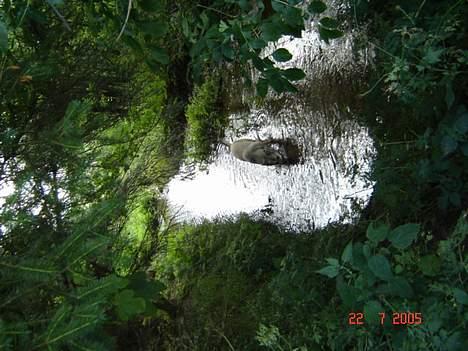 Tjekkoslovakisk ulvehund Dolly billede 11