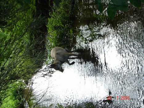 Tjekkoslovakisk ulvehund Dolly billede 12