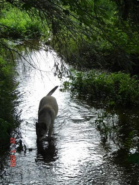 Tjekkoslovakisk ulvehund Dolly billede 13