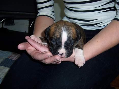 Boxer Gizmo - Her vi mødte vi Gizmo første gang! Vi var solgt med det samme.  billede 20