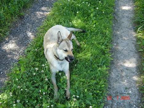 Tjekkoslovakisk ulvehund Dolly billede 14