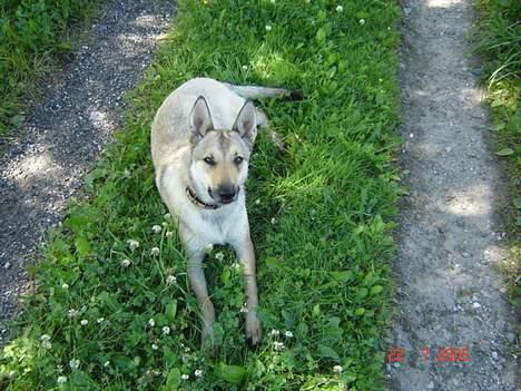 Tjekkoslovakisk ulvehund Dolly billede 15