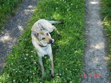 Tjekkoslovakisk ulvehund Dolly billede 16