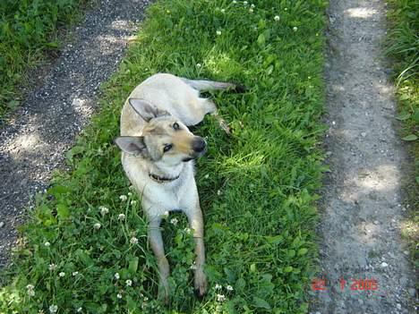 Tjekkoslovakisk ulvehund Dolly billede 17
