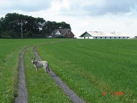 Tjekkoslovakisk ulvehund Dolly billede 18
