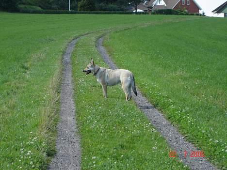 Tjekkoslovakisk ulvehund Dolly billede 19