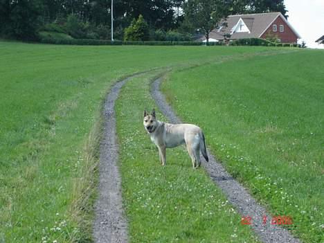 Tjekkoslovakisk ulvehund Dolly billede 20