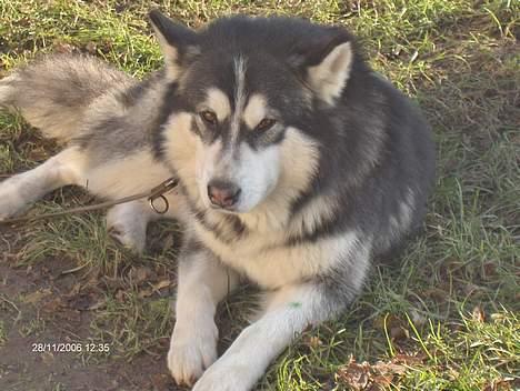 Alaskan malamute Cato billede 7
